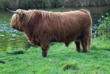 Highland cattle