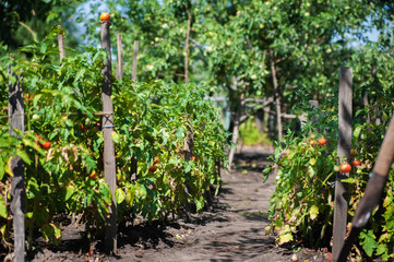 Fototapeta na wymiar How to grow tomatoes in the garden and in the garden. Red ripe tomatoes