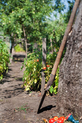 How to grow tomatoes in the garden and in the garden. Red ripe tomatoes