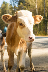 little curious calf walking on the road