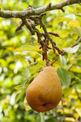 Poire murissant sur branche de poirier