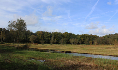 Amsterdam polder in autumn