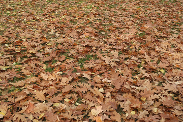 Autumn leaves