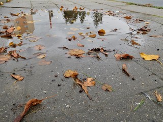 The puddle with colorful leaves on the sidewalk