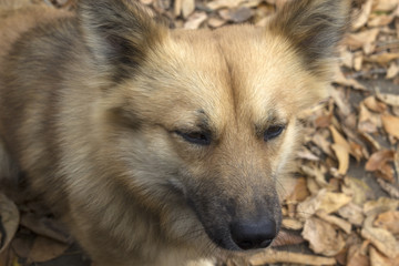 Fox, close up