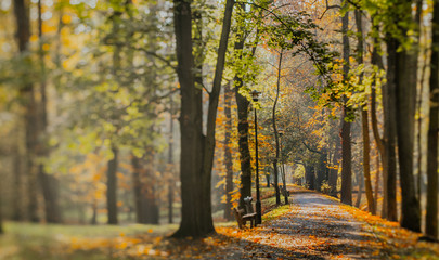 autumn leaves on grass