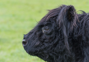 Fototapeta premium Side head view of a Aberdeen Angus calf