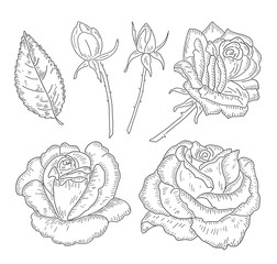 roses, buds, leaves