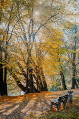 autumn leaves on grass