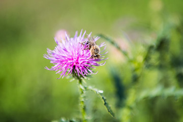 Purple flower with honeybee on a meadow at sunny day.
