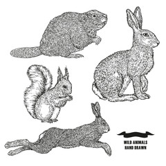 Fototapeta premium Forest animal hare, rabbit, beaver and squirrel. Hand drawn black ink sketch on white background. Vector illustration engraving style.