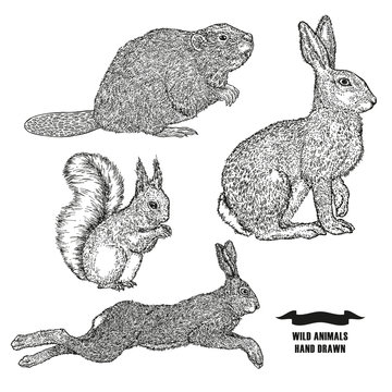 Forest animal hare, rabbit, beaver and squirrel. Hand drawn black ink sketch on white background. Vector illustration engraving style.