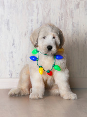 white fluffly puppy with chritmas lights