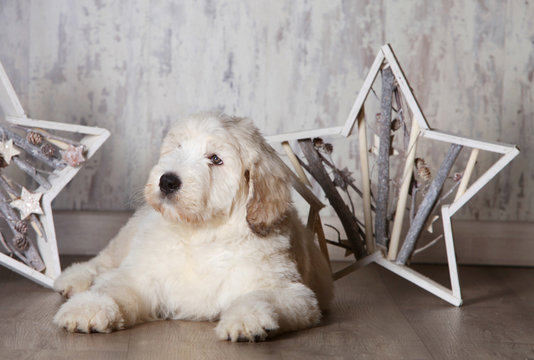withe puppy in winter decoration with wooden stars