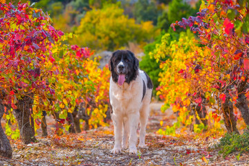 landseer dog