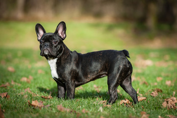 Französische Bulldogge