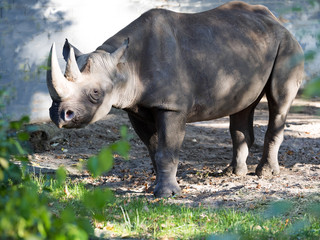 Obraz premium Black rhinoceros, Diceros bicornis, with large horns