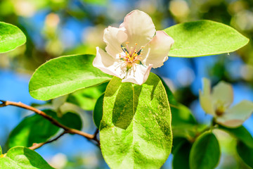 close-up of quince flower