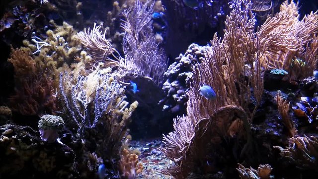 Aquarium with fish and coral reef
