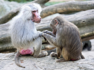 a large male with the female Hamadryas baboon, Papio hamadryas