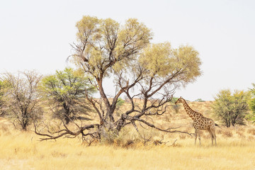 Kalahari Giraffe