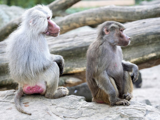 a large male with the female Hamadryas baboon, Papio hamadryas