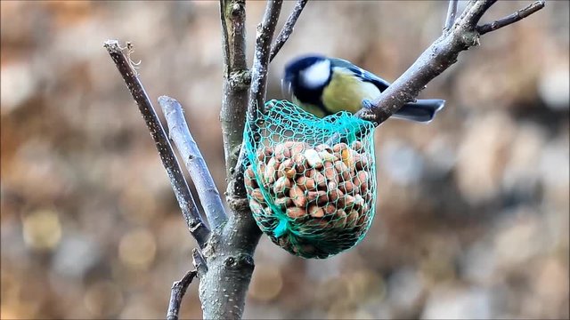 bird great tit parus major eating nuts
