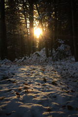Sonnenuntergang im Winterwald