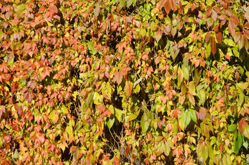 pattern leaves of grape in autumn