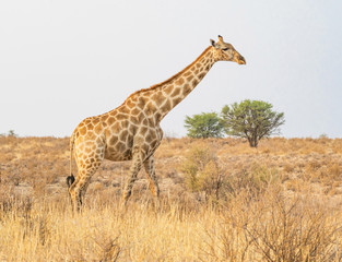 Walking Giraffe