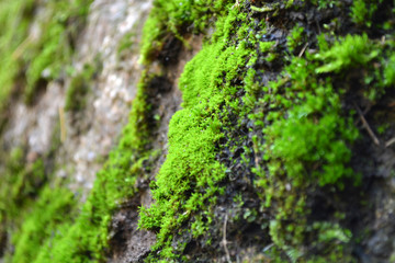 moss on a vertical rock