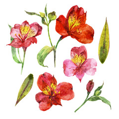 Set of watercolors with tropical flowers, orchids