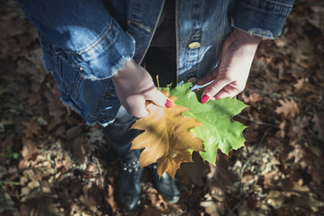 Colored leaves autumn