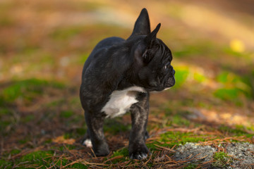 Purebred french bulldog puppy looking in a autumn forest