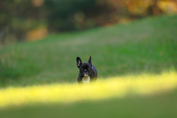 Obraz na płótnie Canvas Happy purebred french bulldog puppy running on a sunlit grass field during autumn