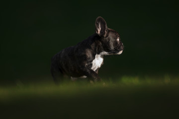 Happy purebred french bulldog puppy looking on a sunlit grass field during autumn