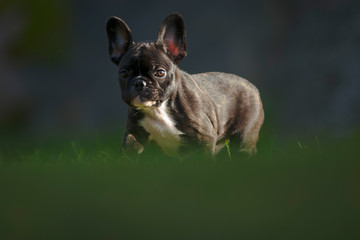 Happy purebred french bulldog puppy looking on a sunlit grass field during autumn