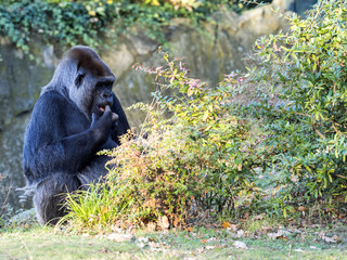 Strong silver-beck male Western Lowland Gorilla, Gorilla