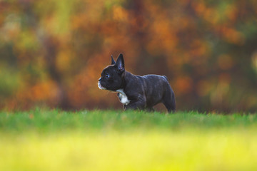 PurebrAutumn french bulldog puppy .on a grass field with autumn trees in backgrounded french bulldog puppy running on a grass field with autumn trees in background