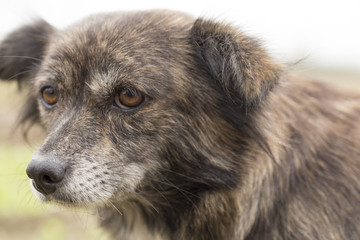 Closeup of a dog. 