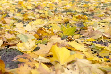 Colorful autumn leaves. Autumn pattern.