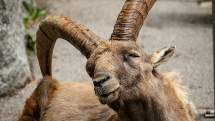 Bock im Innsbrucker Zoo