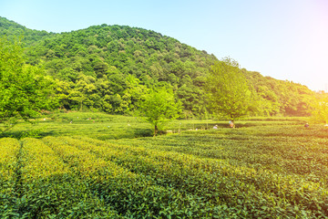 Obraz premium Longjing tea garden, Hangzhou, West Lake
