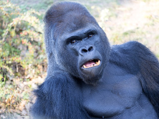portrait of a male Western Lowland Gorilla, Gorilla