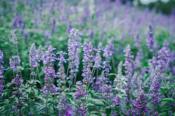 Blue Salvia, small blue flowers