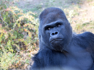 Obraz premium portrait of a male Western Lowland Gorilla, Gorilla
