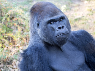 portrait of a male Western Lowland Gorilla, Gorilla