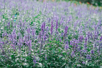 Obraz premium Blue Salvia, small blue flowers growing On Field