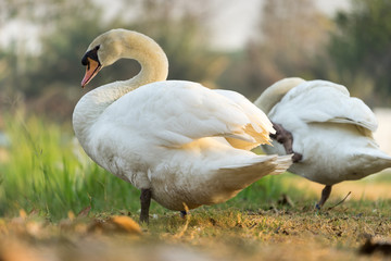 White Goose on grass in morning light