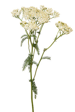 Achillea millefolium flower